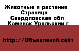  Животные и растения - Страница 5 . Свердловская обл.,Каменск-Уральский г.